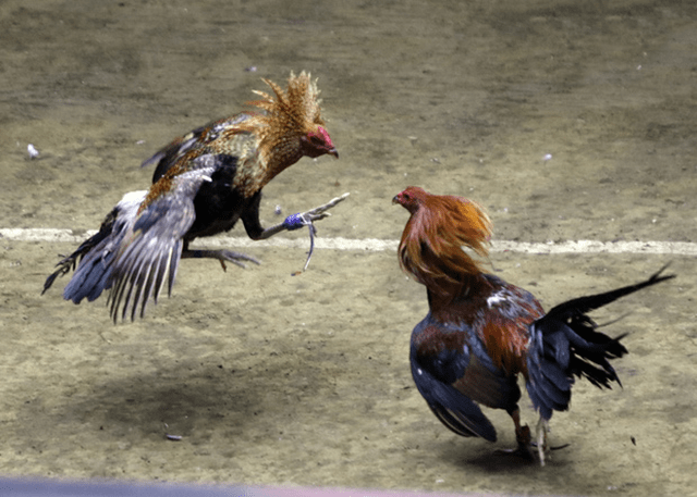 Lối chơi hiệu quả trong đá gà online khiến người chơi thắng đến 99%