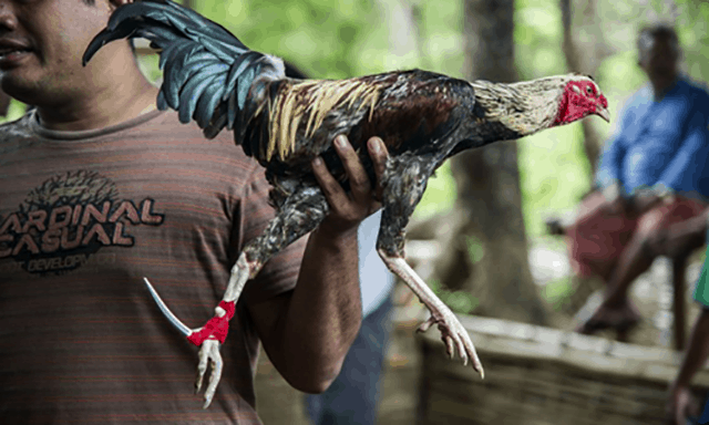 Những điểm đặc biệt tạo nên sức hút của đá gà cựa dao