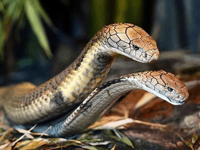 Mơ thấy 2 con rắn hổ mang là điềm gì, con số trúng đề?