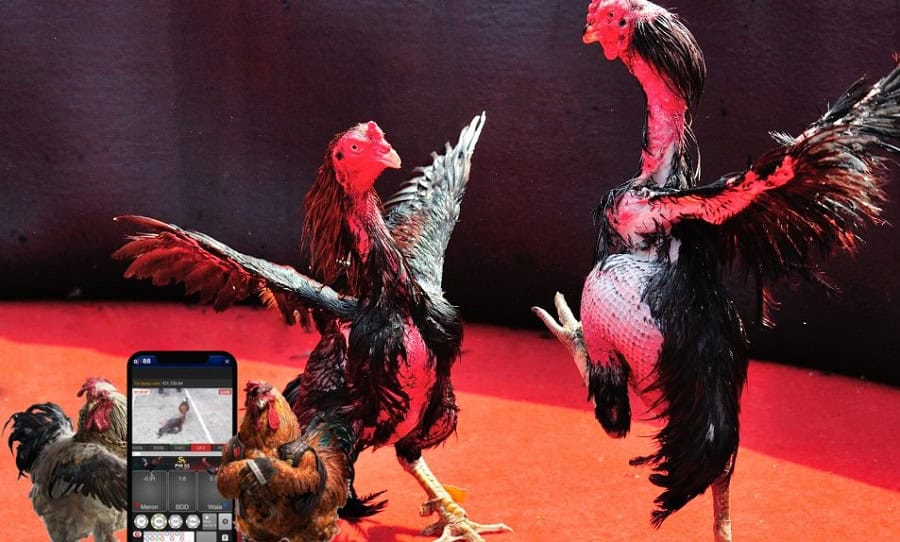 Những cách chơi cá cược đá gà hiệu quả giúp bạn hạn chế thua lỗ lớn